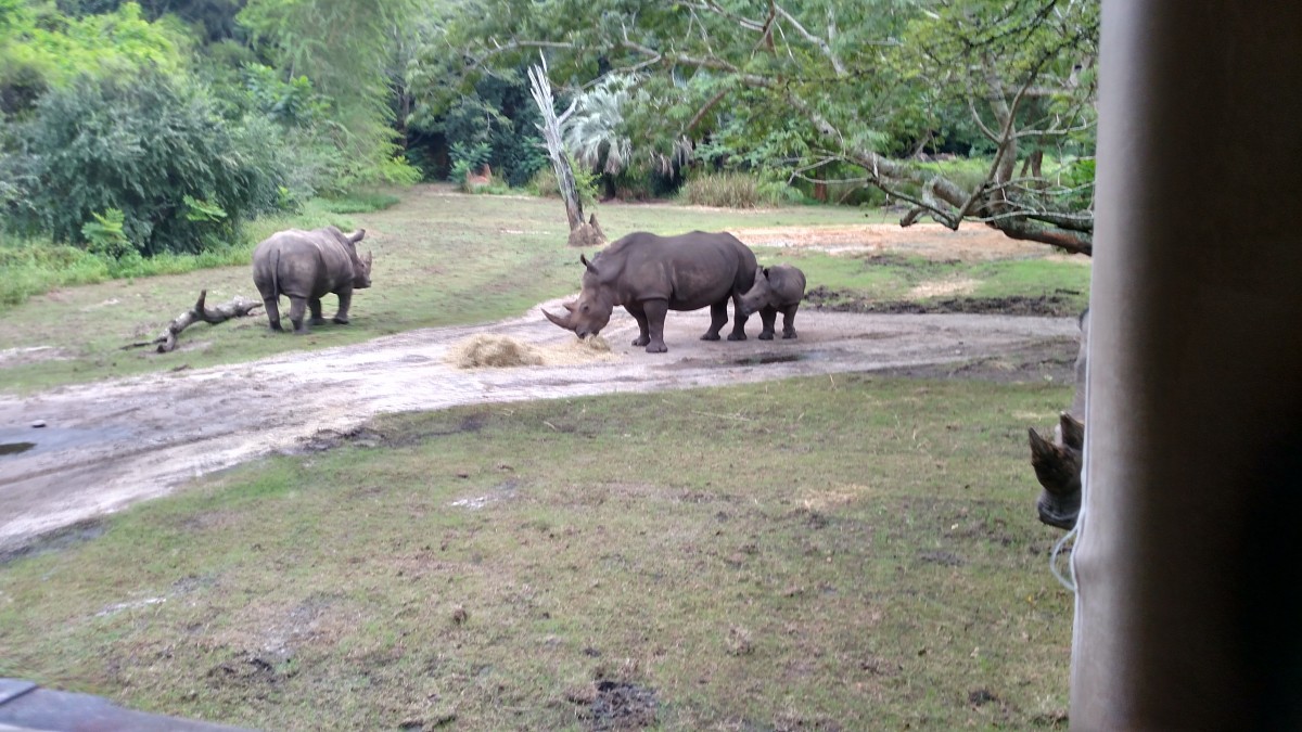Rhinoceros enjoying the early morning temperatures