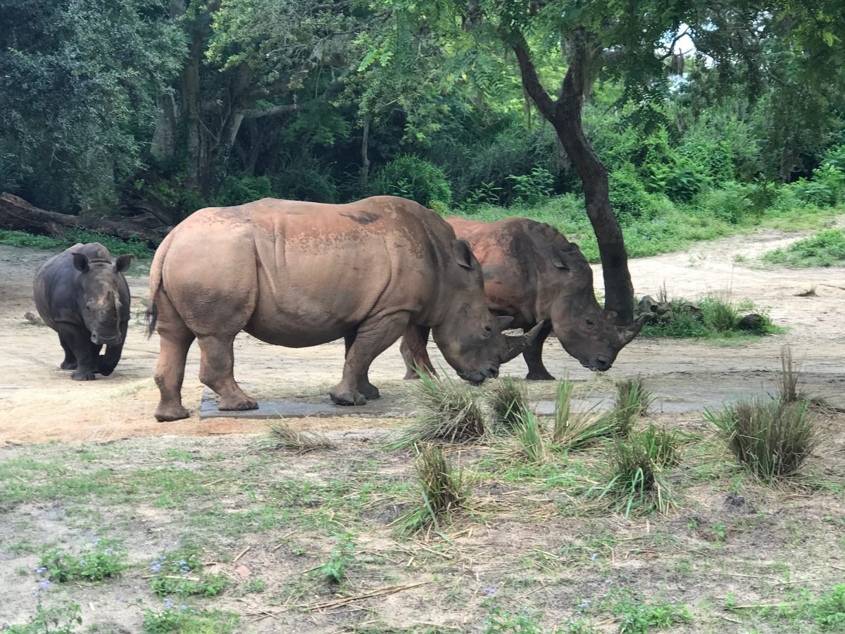 Up Close with Rhinos Tour