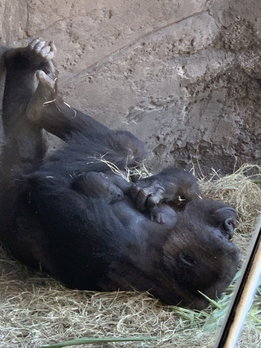 Update on Grace, the Animal Kingdom’s Baby Gorilla | TouringPlans.com Blog