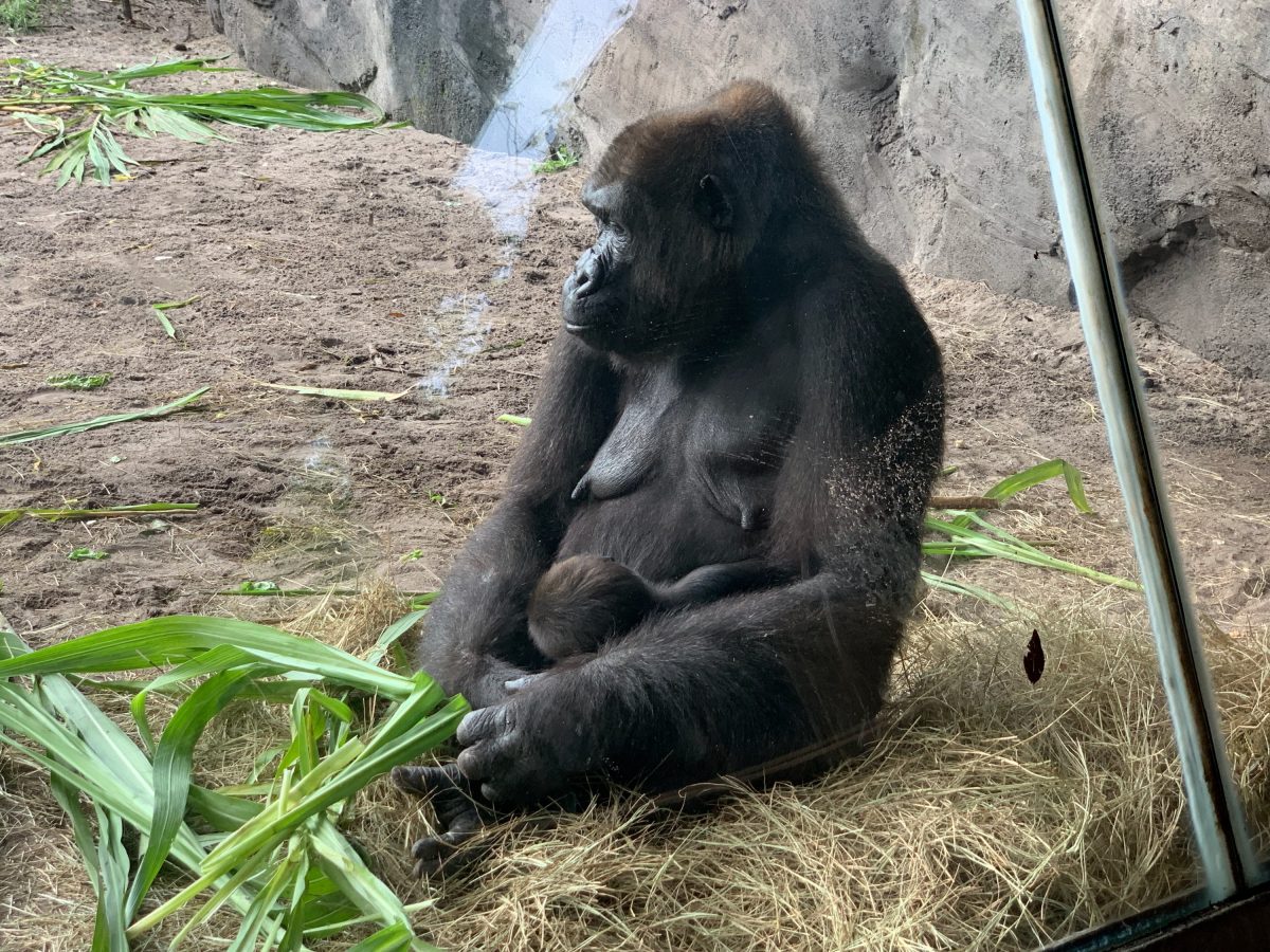 Update on Grace, the Animal Kingdom Baby Gorilla | TouringPlans.com Blog