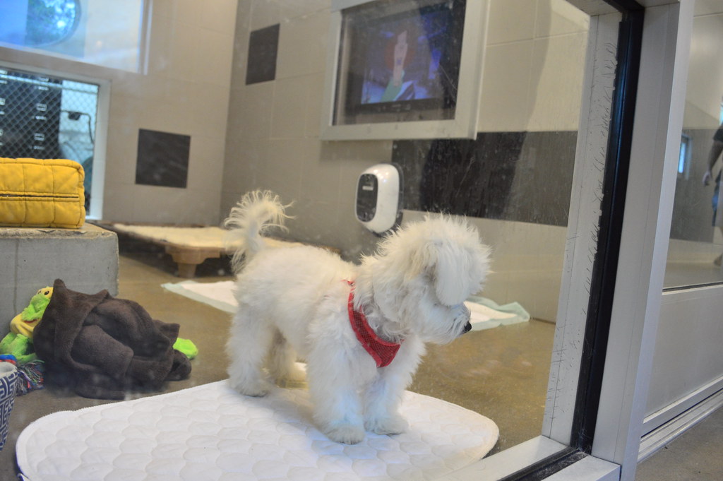 The SATURDAY SIX Looks at Taking Your Pet with You on a Disney or