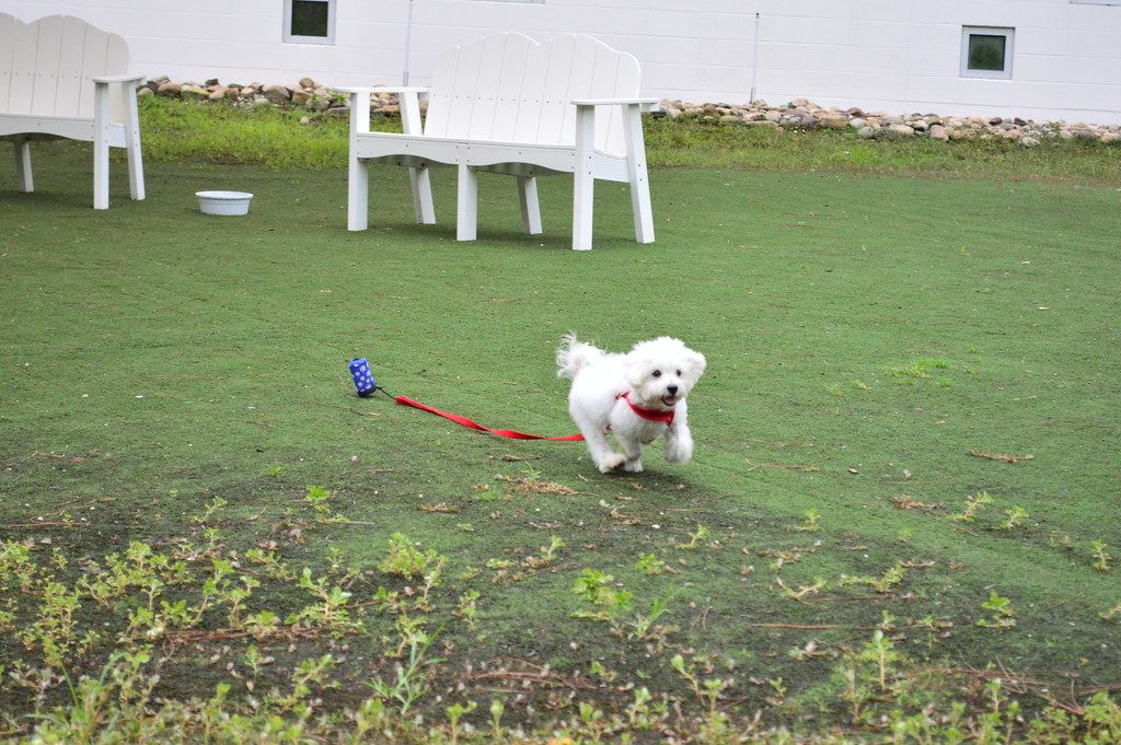 The SATURDAY SIX Looks at Taking Your Pet with You on a Disney or