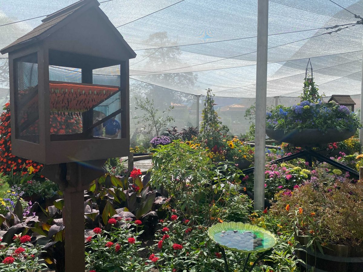 What’s Different About the Butterfly Garden Exhibit at EPCOT This Year