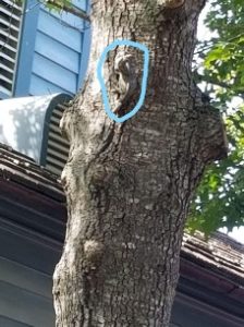 The Hidden Pascals of Fantasyland — A Checklist | TouringPlans.com Blog