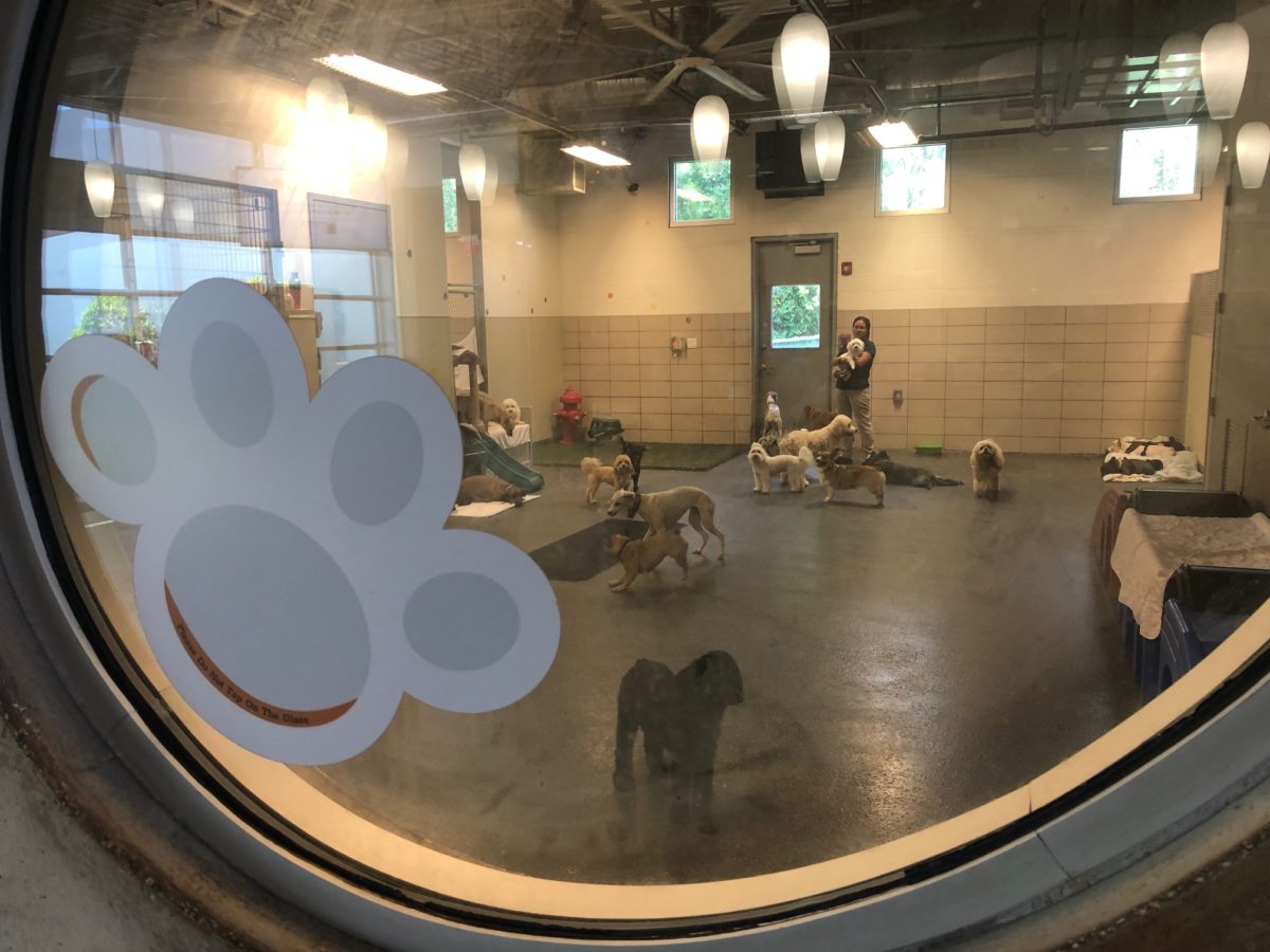 The SATURDAY SIX Looks at Taking Your Dog to BEST FRIENDS PET HOTEL at