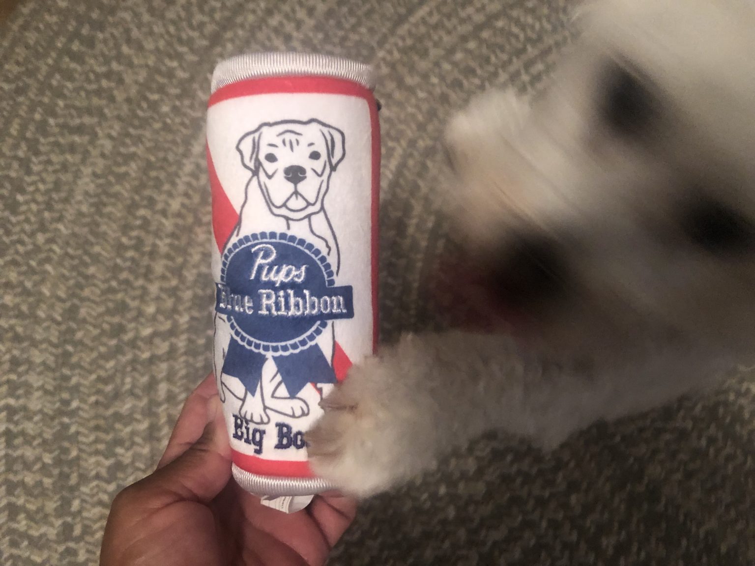 The SATURDAY SIX Looks at Taking Your Dog to BEST FRIENDS PET HOTEL at