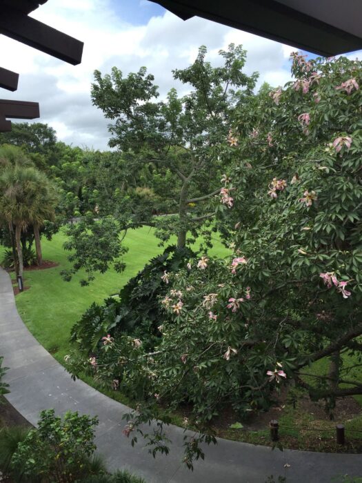 A Garden View room at Disney's Polynesian Village Resort. You're on the third floor here. In your immediate foreground is a curving sidewalk partially blocked by a flowering, tropical tree. In the distance are more trees and a green field of grass.