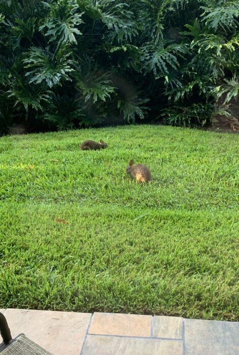 Two rabbits munch on some grass at Disney's Polynesian Village Resort.
