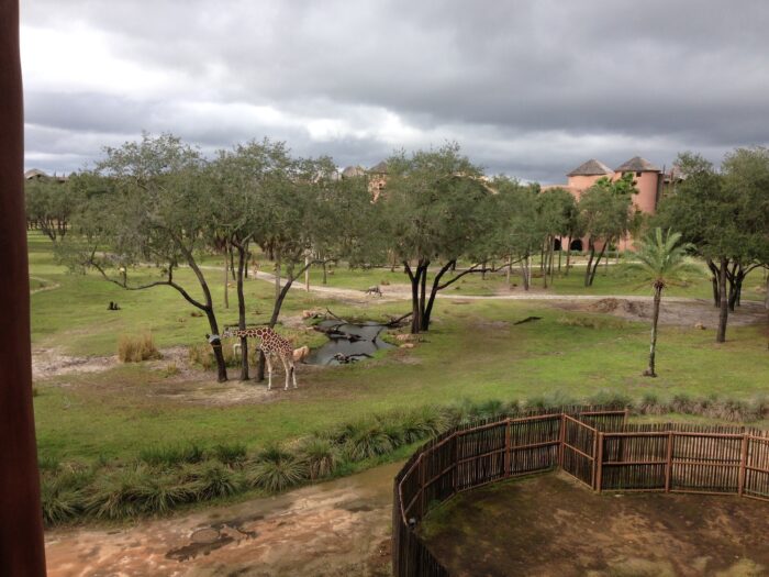 View from room 4322 at Animal Kingdom Lodge - Jambo House. A feeding pen is in the immediate foreground. In the medium distance is a giraffee eating leaves from a tree near a watering hole.