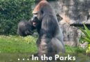Gino, Patriarch and Oldest Gorilla at Disney’s Animal Kingdom Passes Away