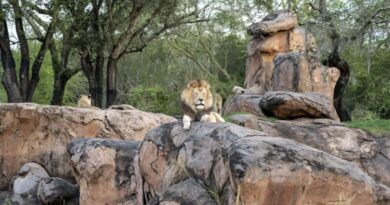 2025 Awards: Best Attractions at Disney World