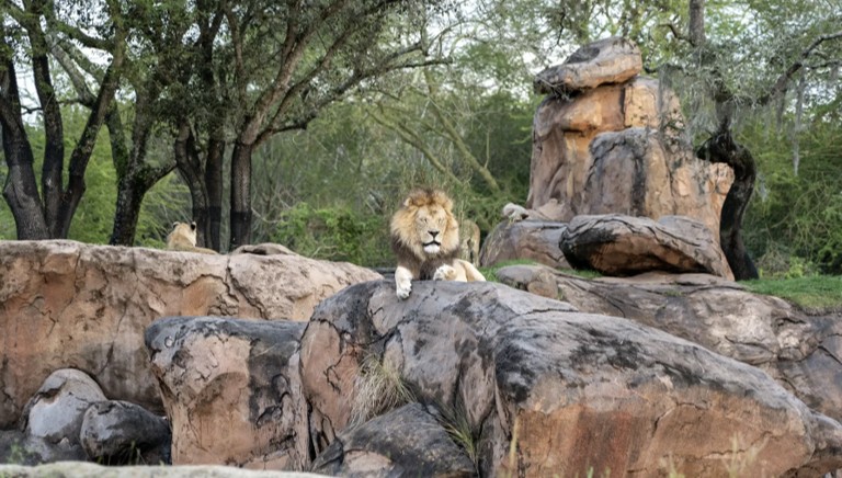 2025 Awards: Best Attractions at Disney World