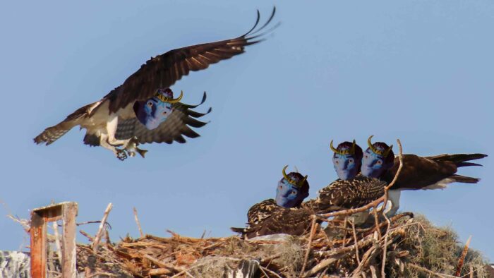 (Pixie Dust by Scott Walker)