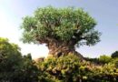 Disney Data Dump June 24 2026