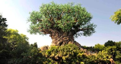 Disney Data Dump June 24 2026