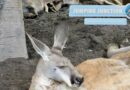 Jumping Junction Now Open for Tours- with Multiple Joeys! Jumping Junction Now Open for Tours- with Multiple Joeys!